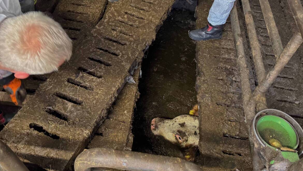 Eingebrochene Jungstiere gerettet