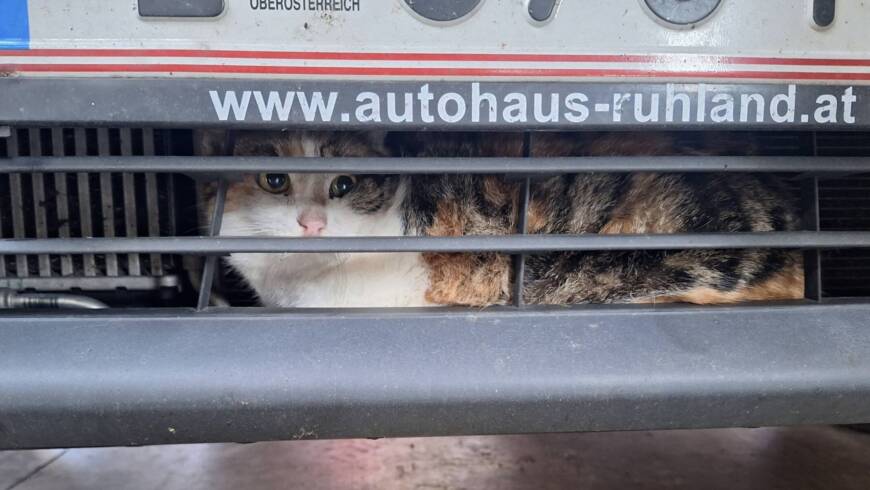 Katze aus Motorraum gerettet